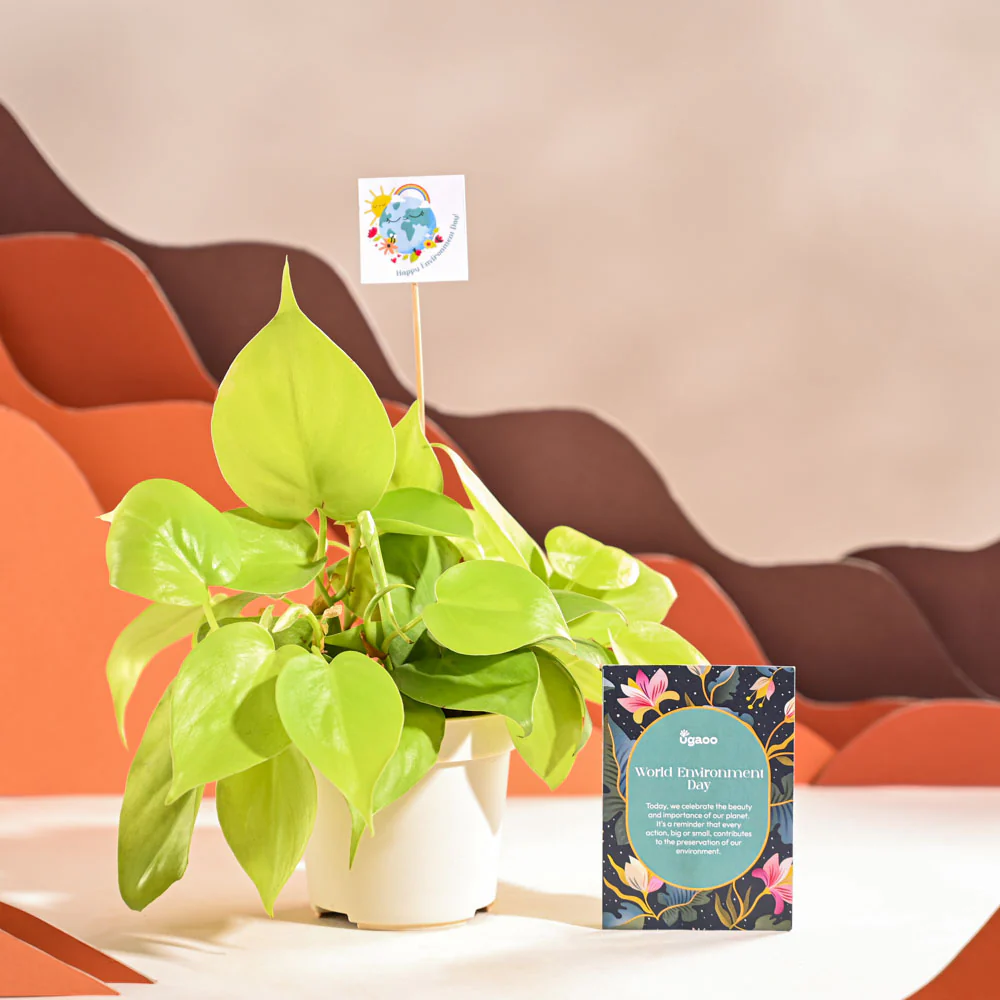 Philodendron Oxycardium Golden Plant For Environment Day Gifting - Image 68