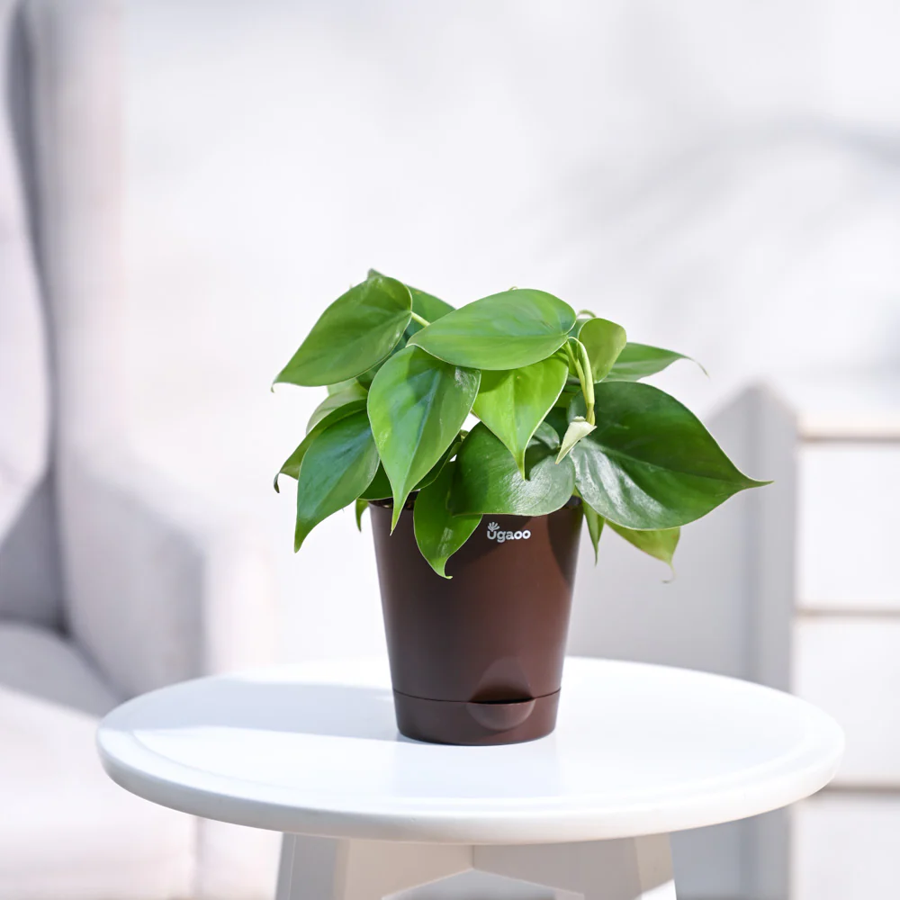 Philodendron Oxycardium Green Plant - Image 32
