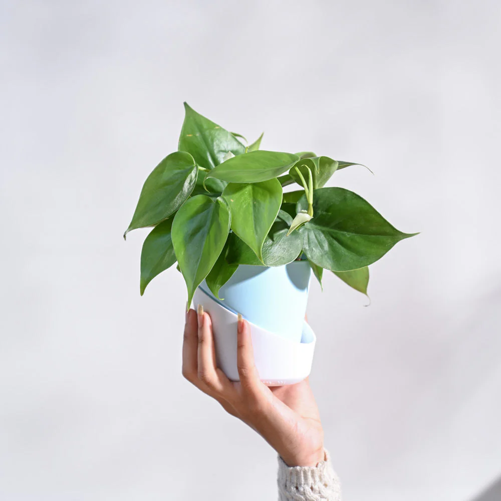 Philodendron Oxycardium Green Plant - Image 51
