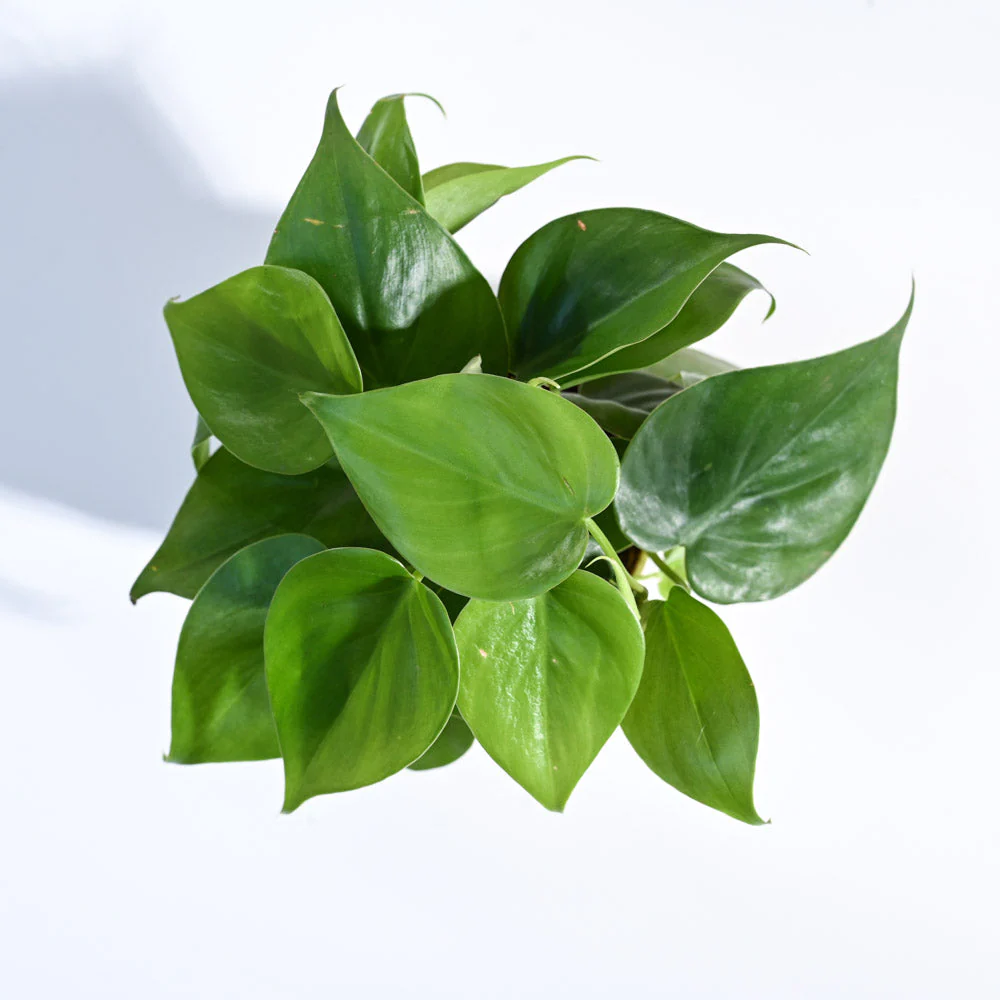 Philodendron Oxycardium Green Plant - Image 61