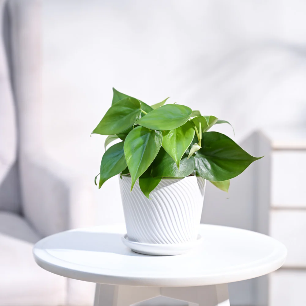Philodendron Oxycardium Green Plant - Image 76