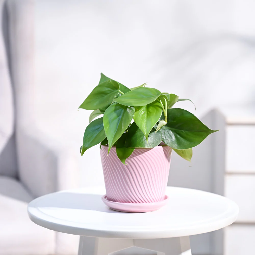 Philodendron Oxycardium Green Plant - Image 86