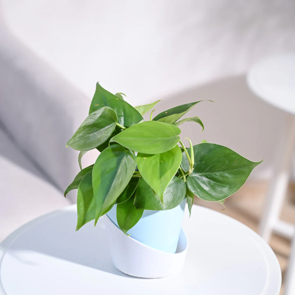 Philodendron Oxycardium Green Plant - Image 89