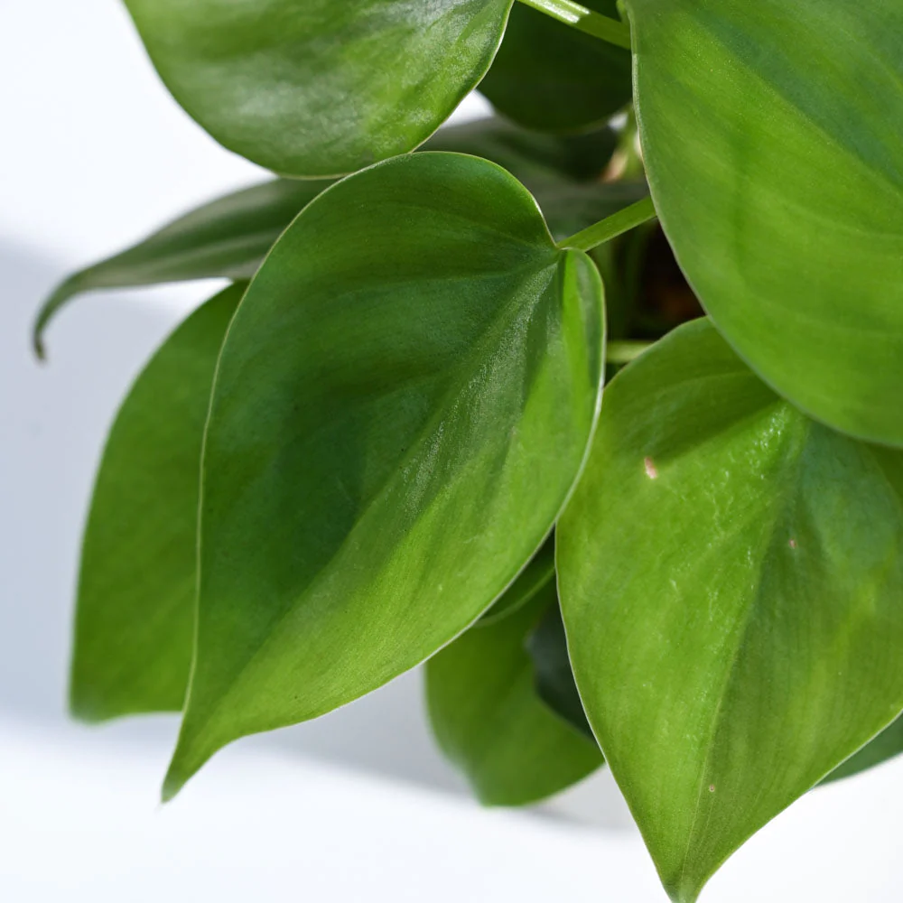 Philodendron Oxycardium Green Plant - Image 97