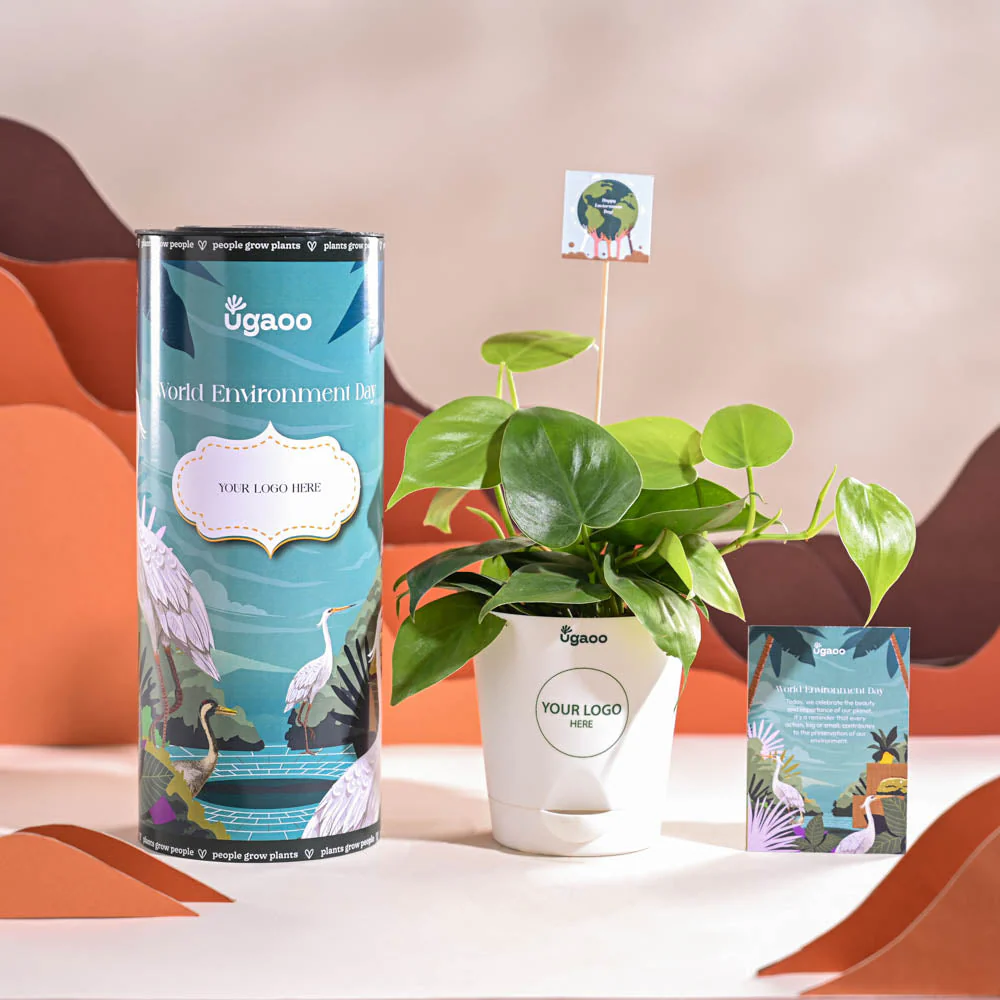 Philodendron Oxycardium Green Plant For Environment Day Gifting - Image 8