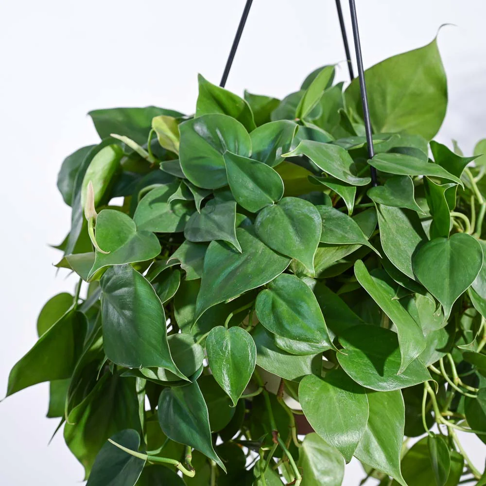 Philodendron Oxycardium Green With Hanging Pot - Image 2