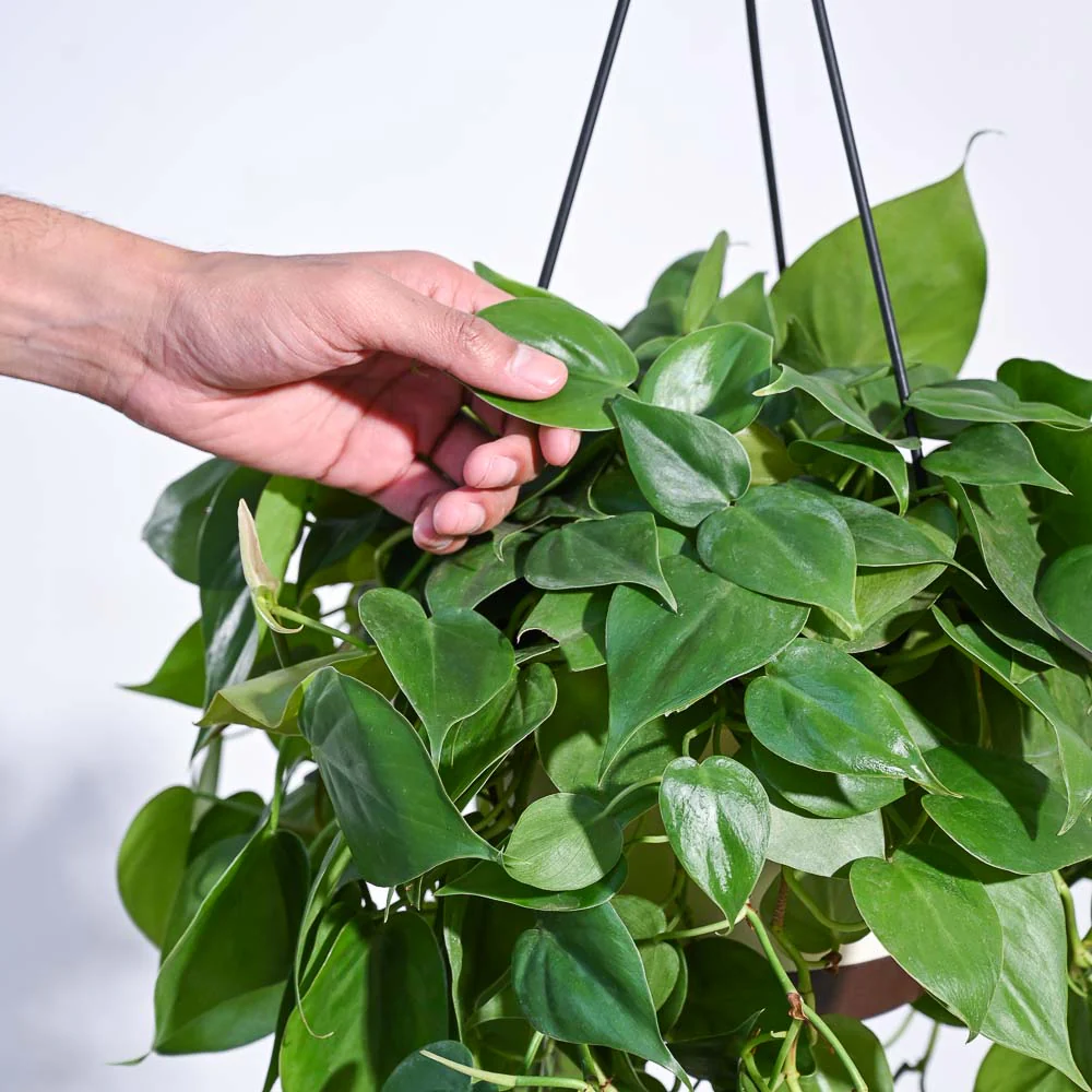 Philodendron Oxycardium Green With Hanging Pot - Image 3