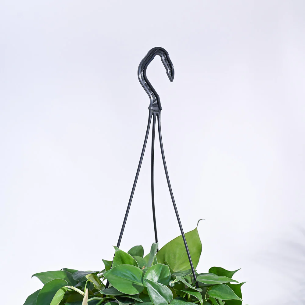 Philodendron Oxycardium Green With Hanging Pot - Image 6