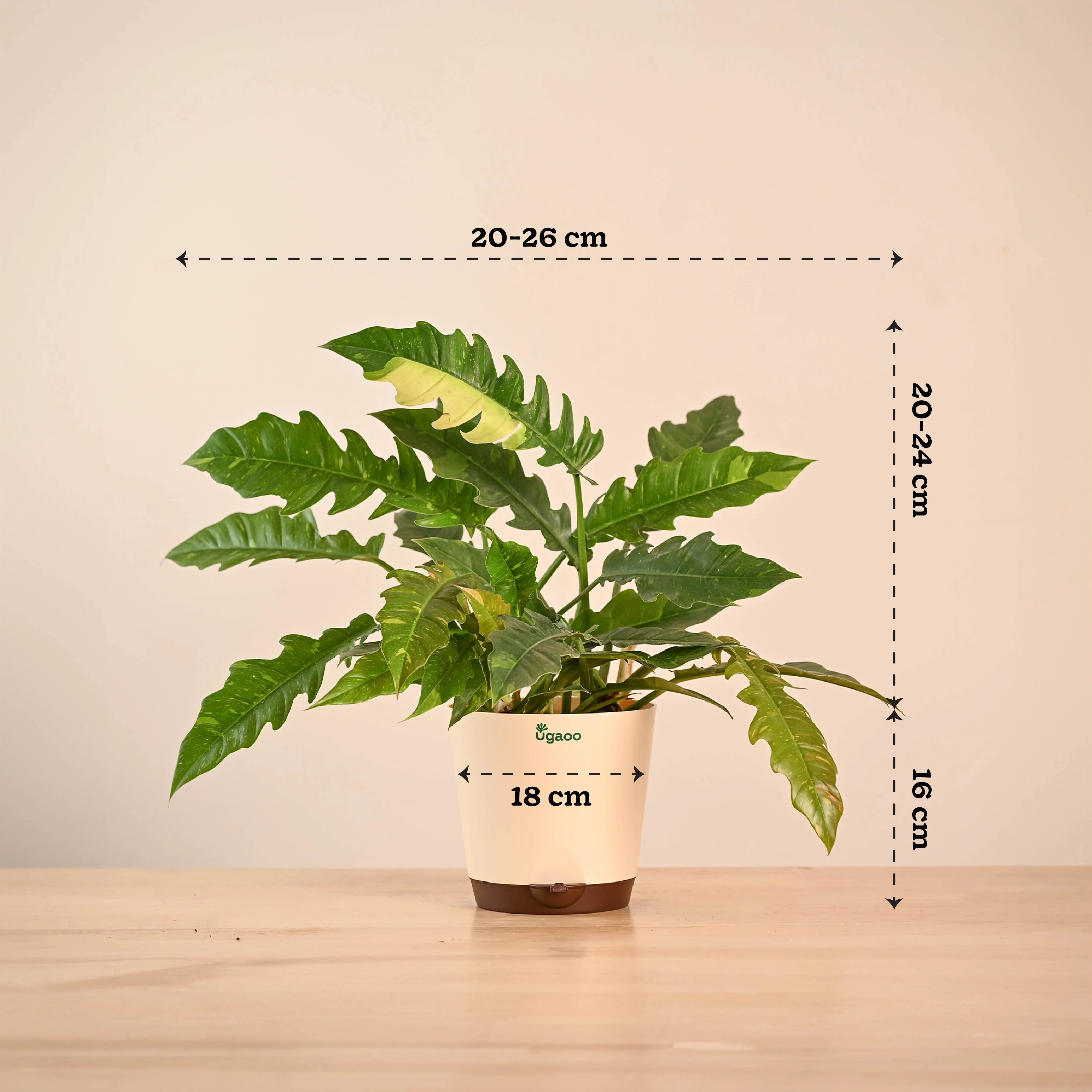 Philodendron Ring of Fire Variegated - Image 6