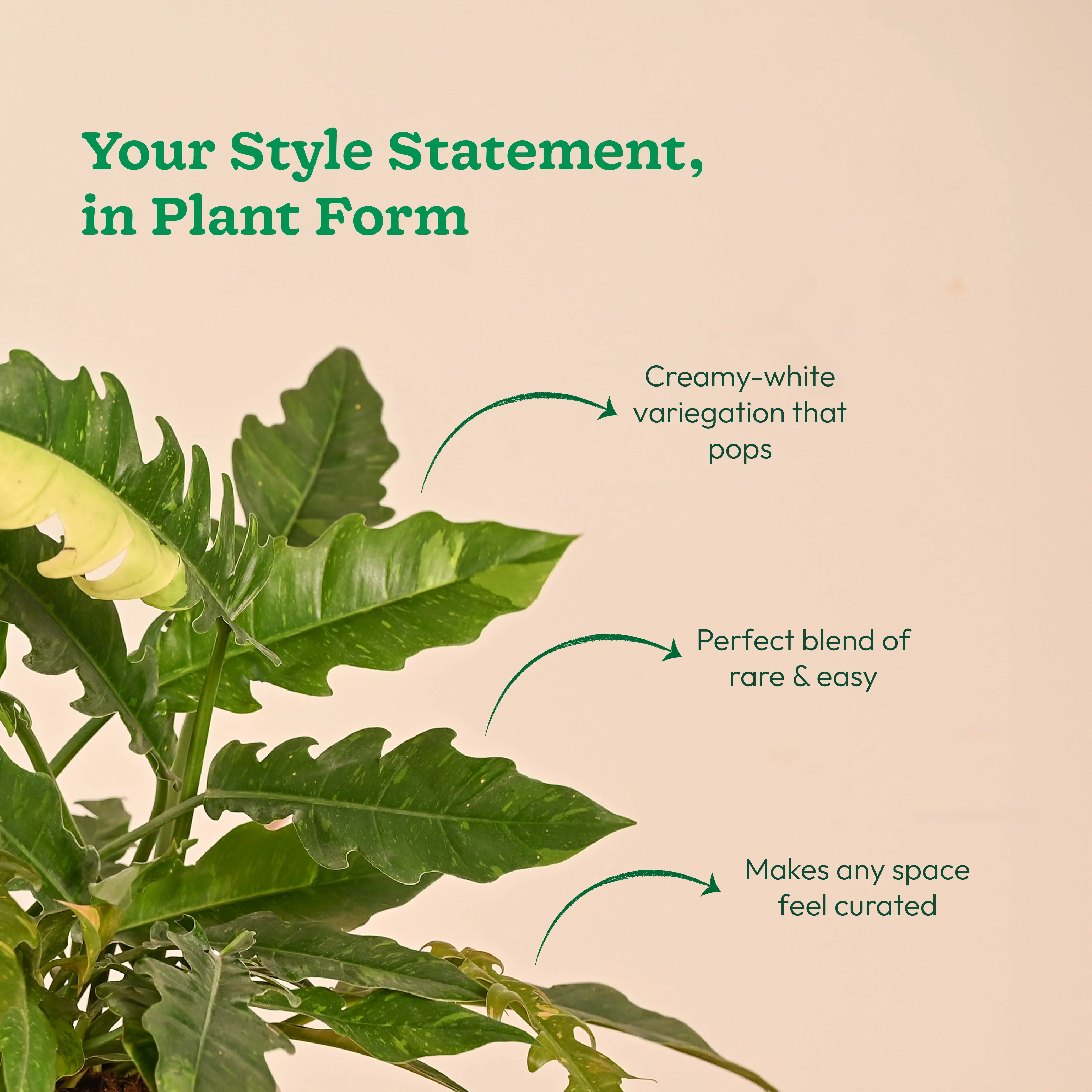 Philodendron Ring of Fire Variegated - Image 8