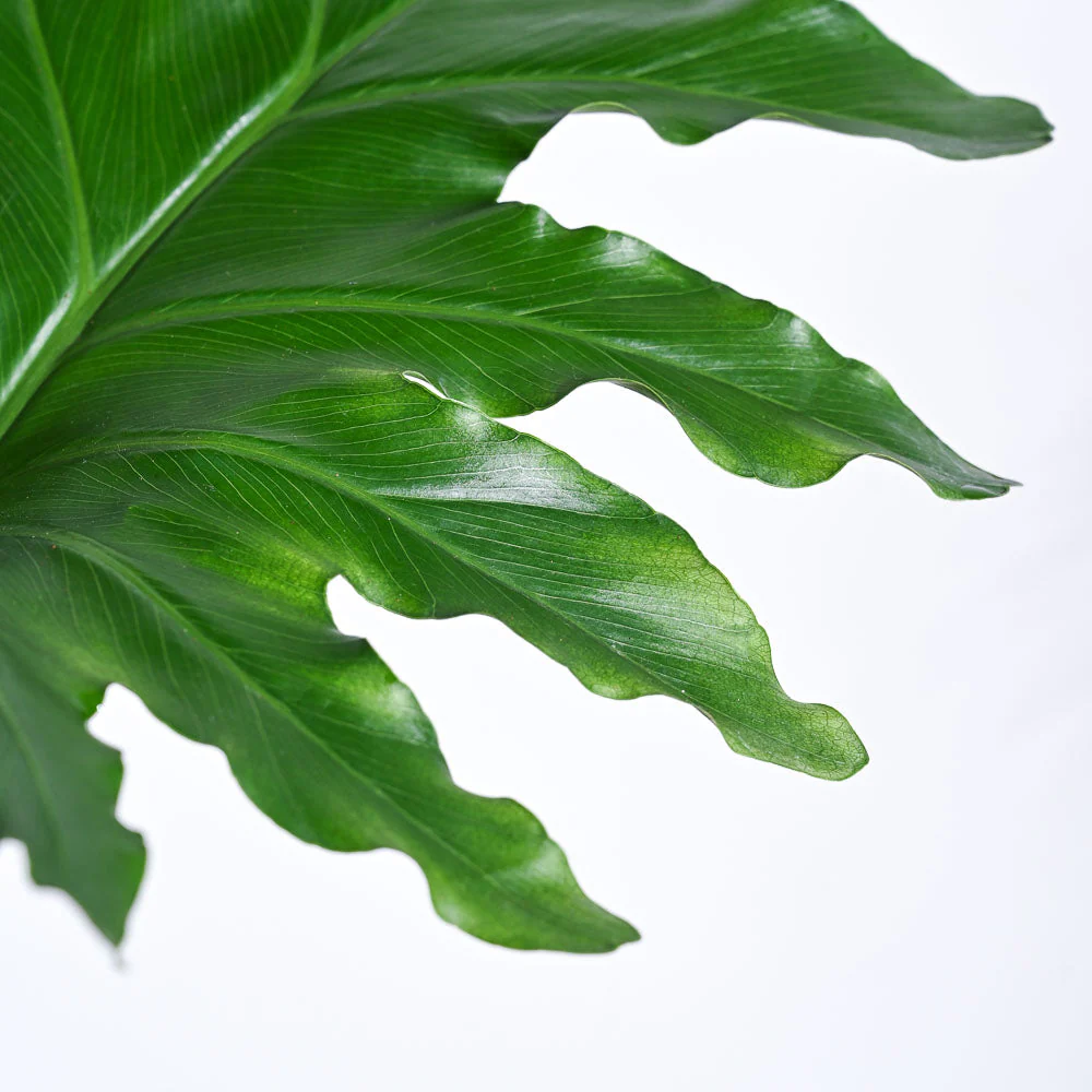 Philodendron Selloum Green Plant - Image 21