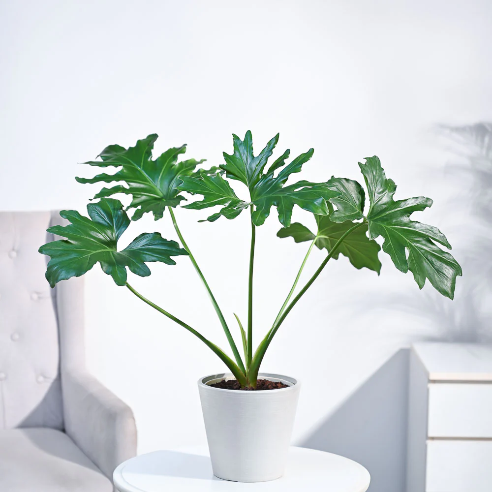 Philodendron Selloum Green Plant - Image 35