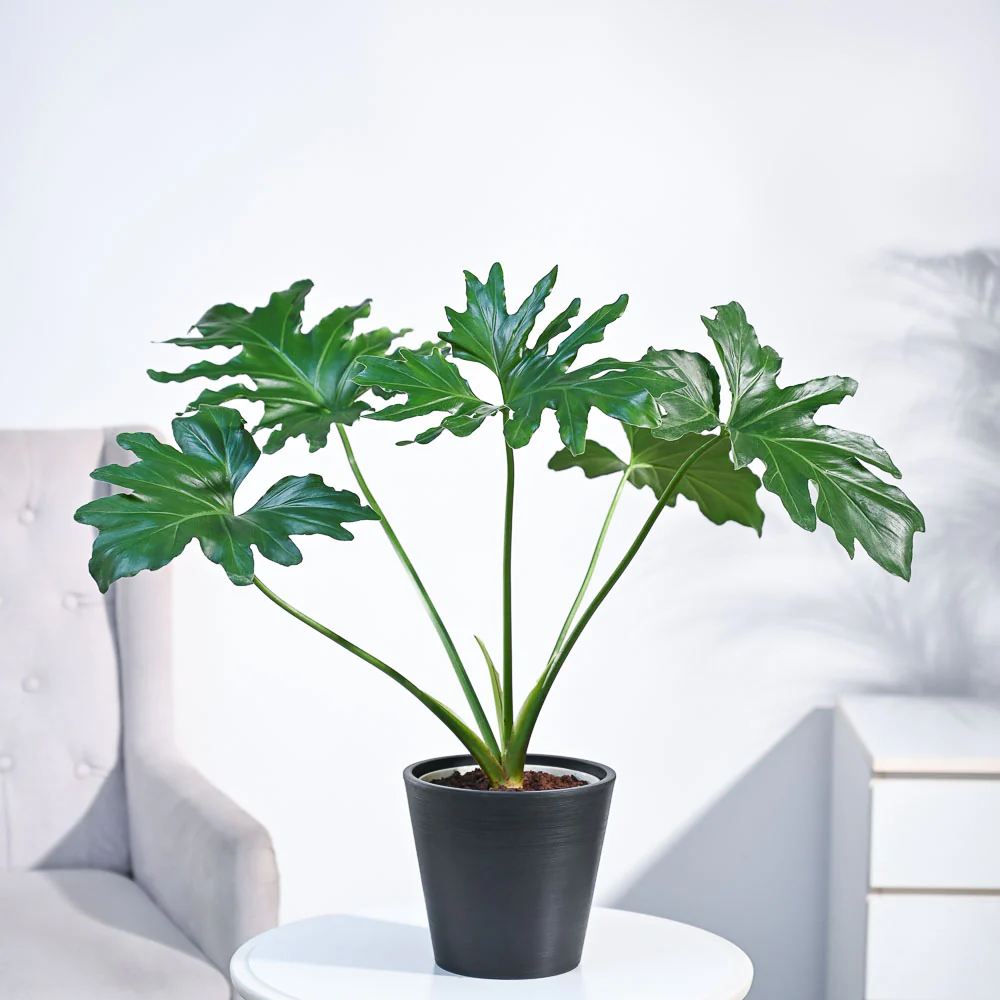 Philodendron Selloum Green Plant - Image 45
