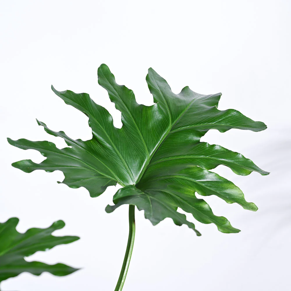 Philodendron Selloum Green Plant - Image 47