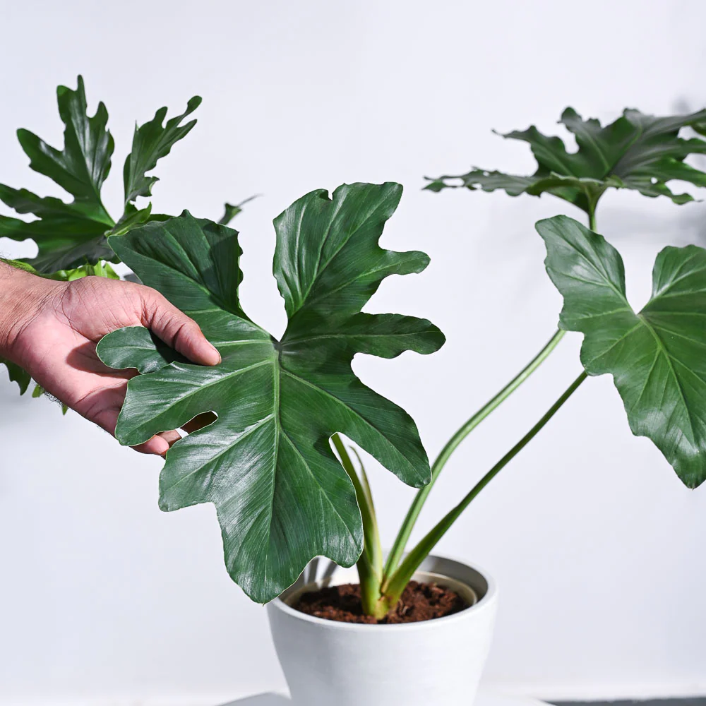 Philodendron Selloum Green Plant - Image 8