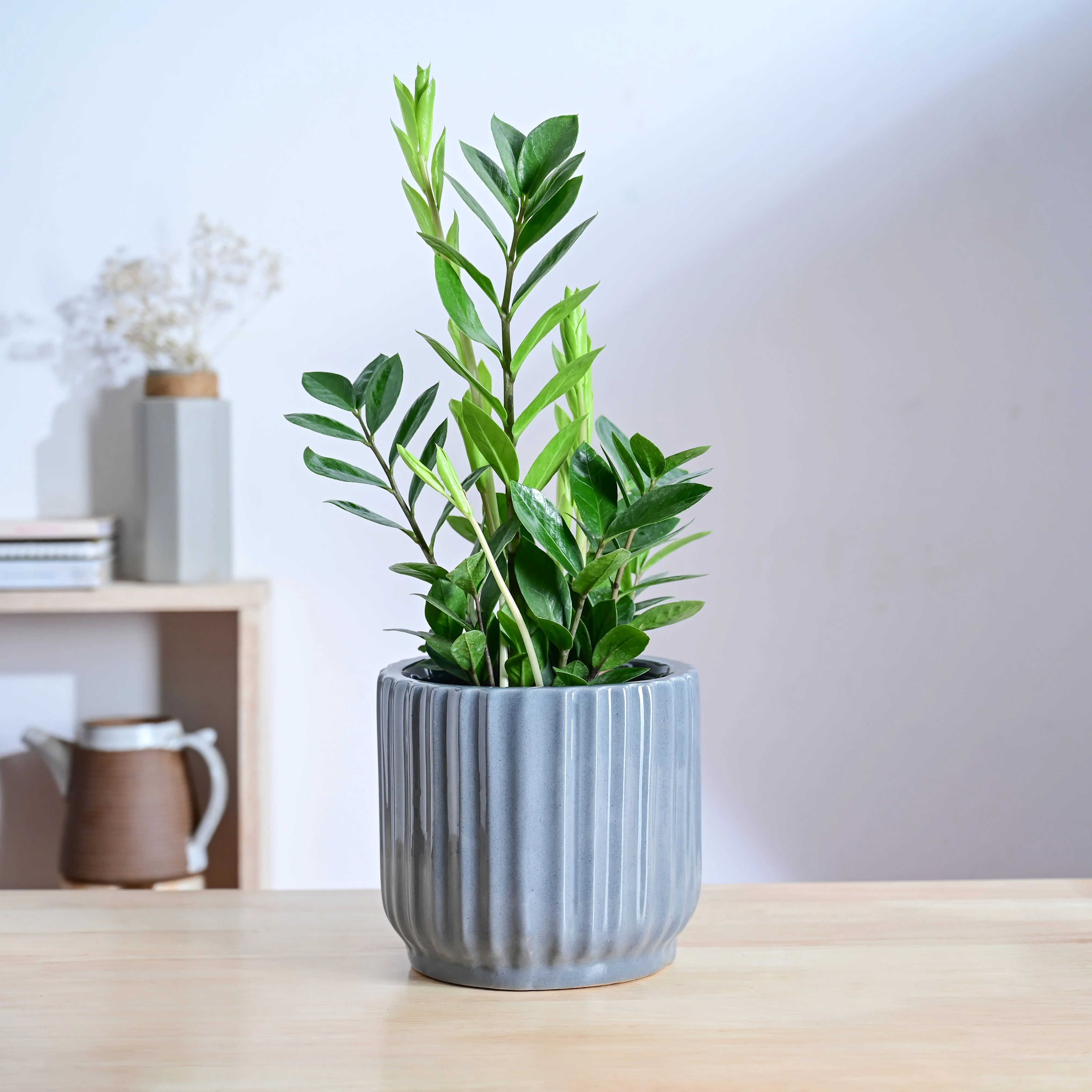 Phoenix ceramic Planter - Image 8