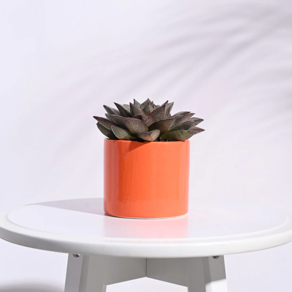 Pipe Ceramic Pot (3.8 Inch Diameter) - Image 13