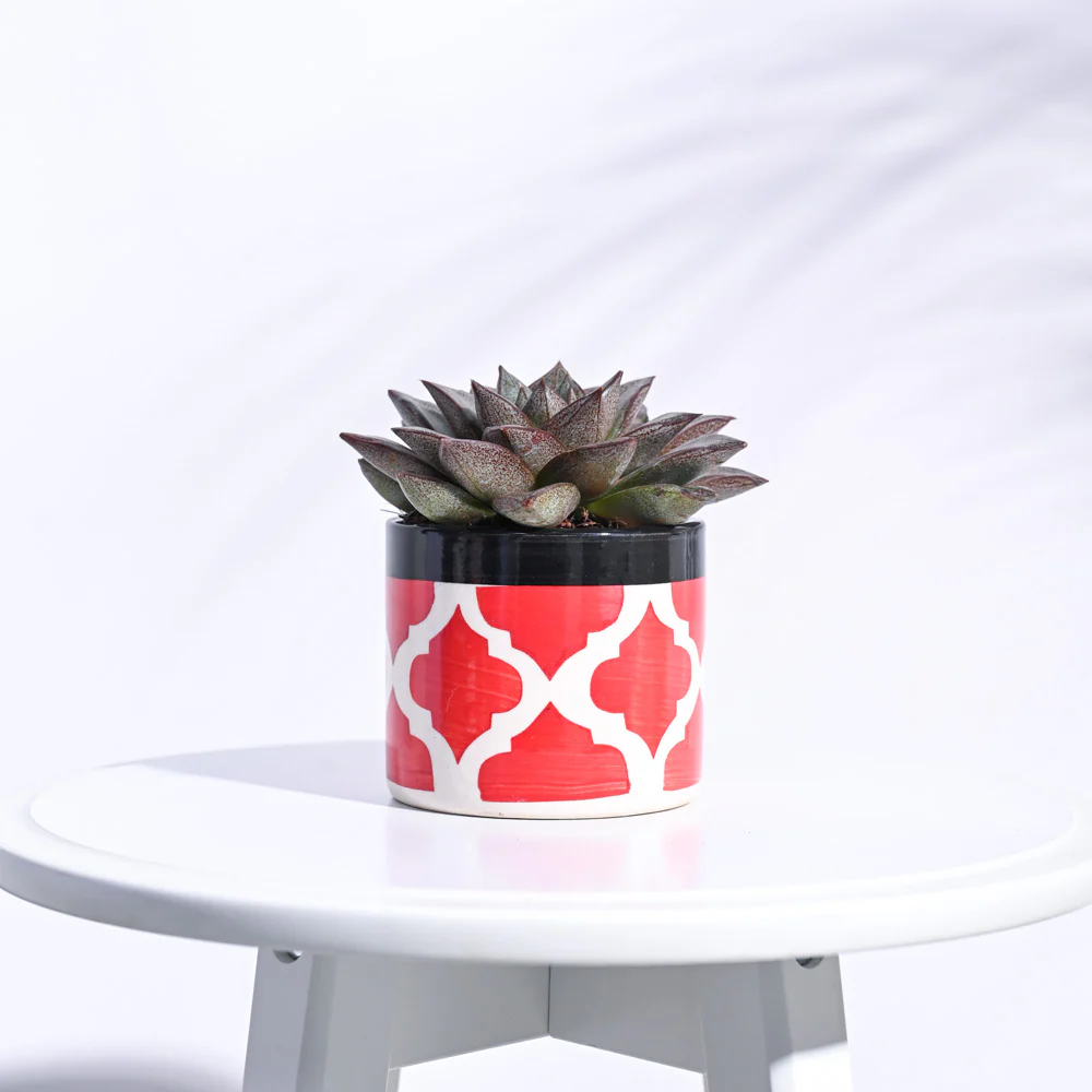 Pipe Ceramic Pot (3.8 Inch Diameter) - Image 17