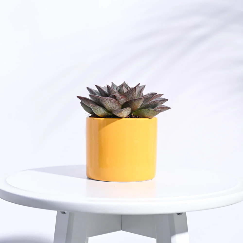 Pipe Ceramic Pot (3.8 Inch Diameter) - Image 21