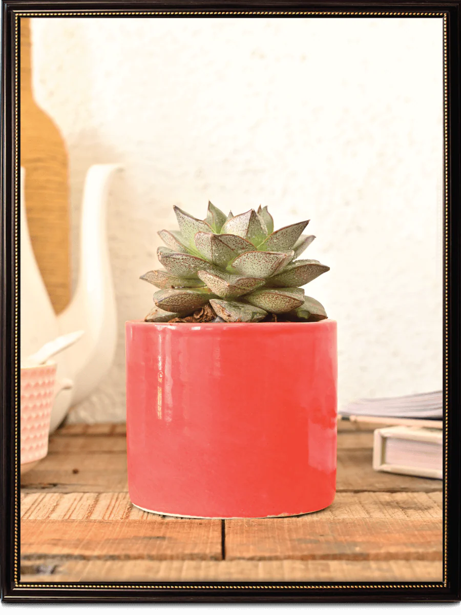 Pipe Ceramic Pot (3.8 Inch Diameter) - Image 25