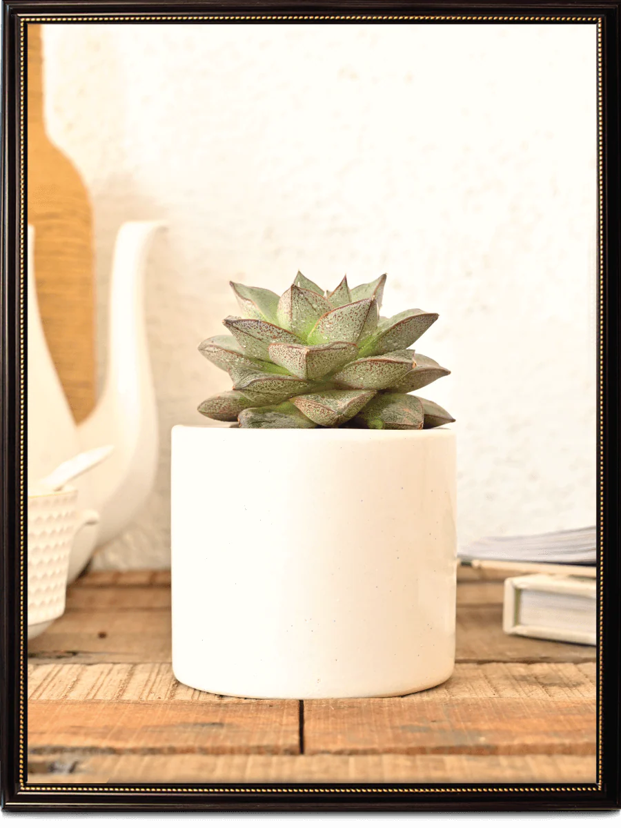 Pipe Ceramic Pot (3.8 Inch Diameter) - Image 26