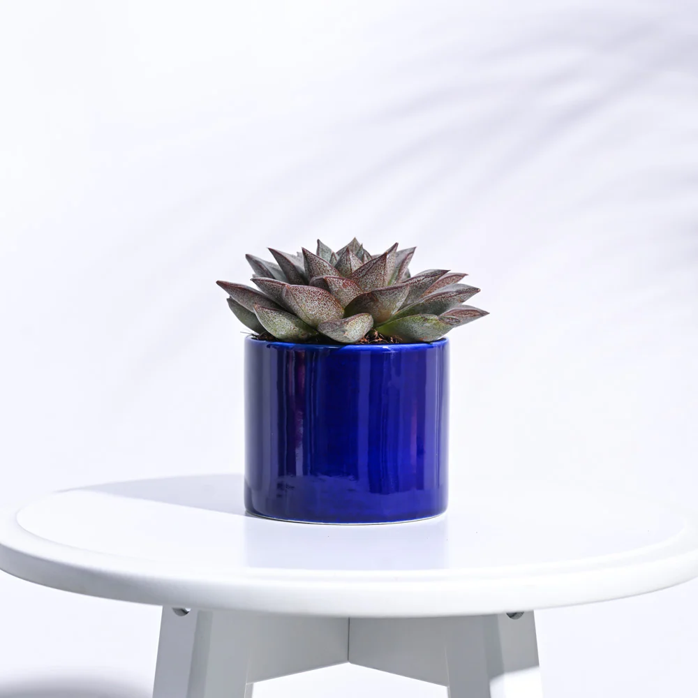Pipe Ceramic Pot (3.8 Inch Diameter) - Image 5
