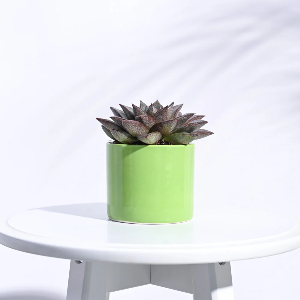 Pipe Ceramic Pot (3.8 Inch Diameter) - Image 9