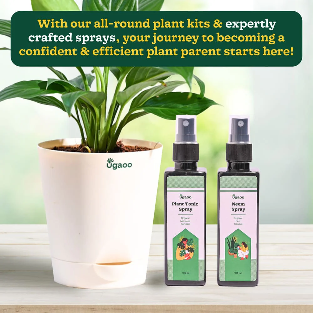 Plant Beginners Kit with Peace Lily Plant - Image 6