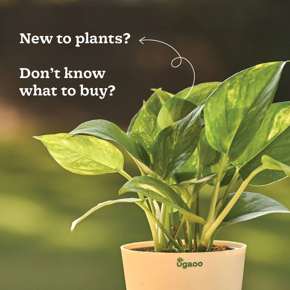 Plant Starter Kit - Image 3