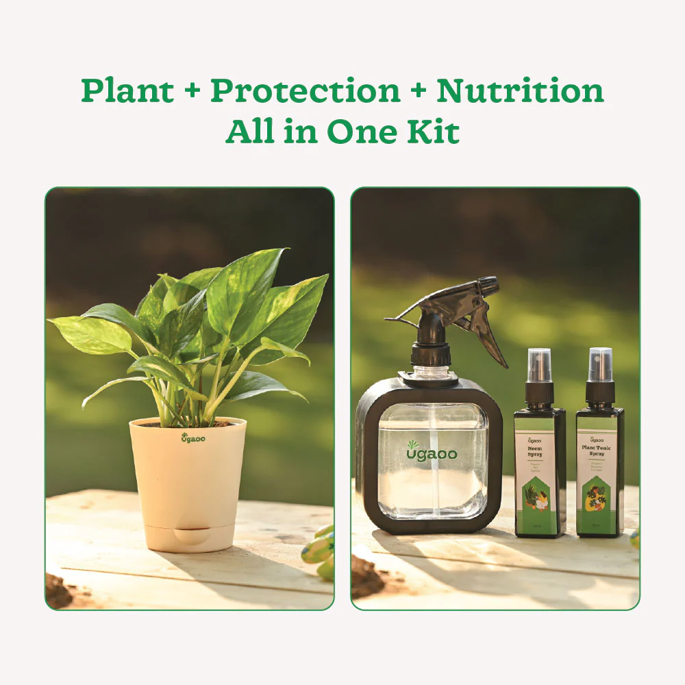 Plant Starter Kit - Image 4