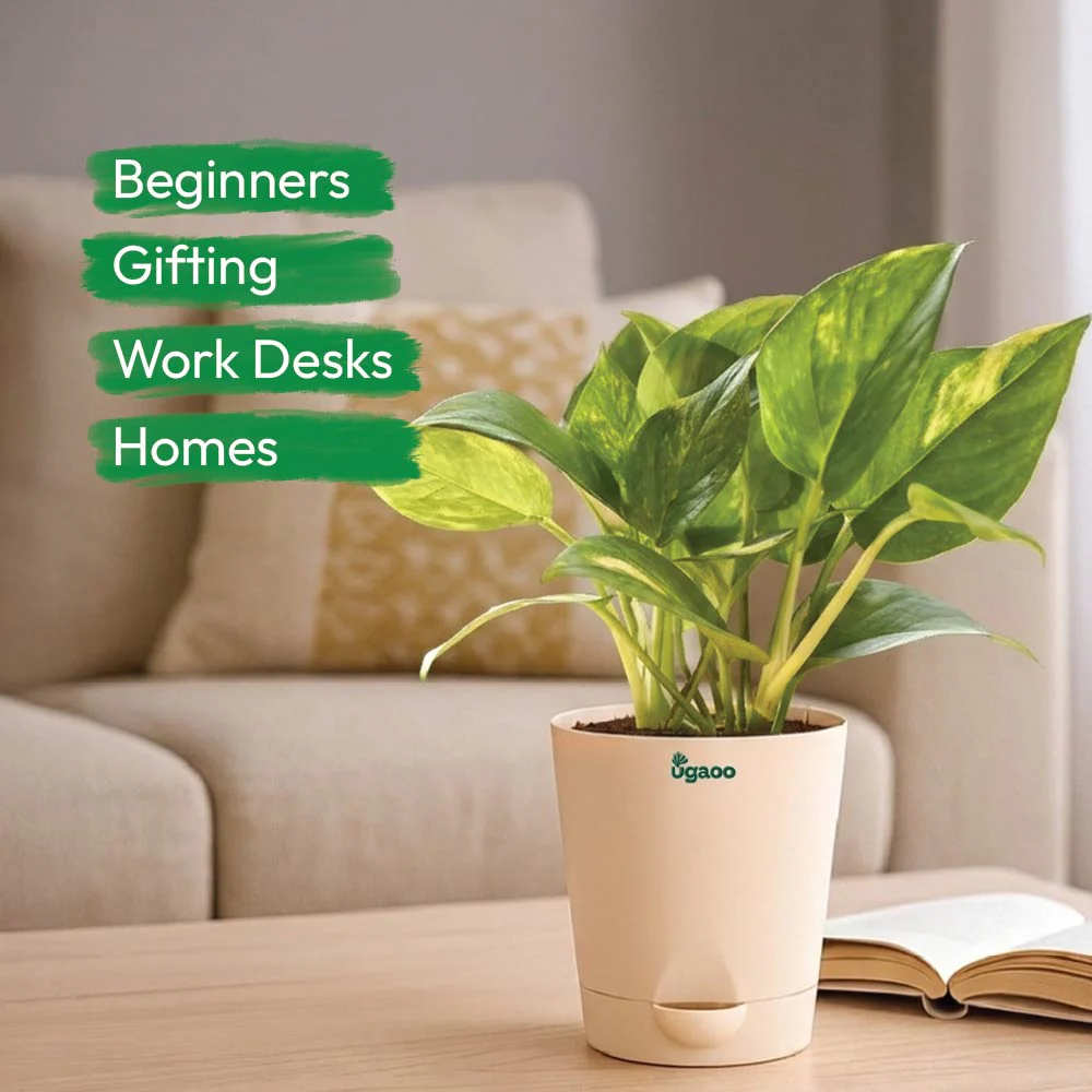 Plant Starter Kit - Image 9