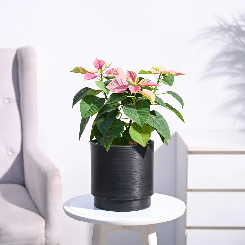 Poinsettia Pink Plant with Oslo Planter - Image 11