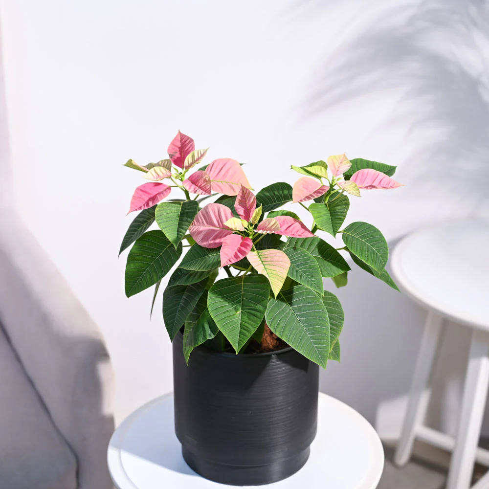 Poinsettia Pink Plant with Oslo Planter - Image 12
