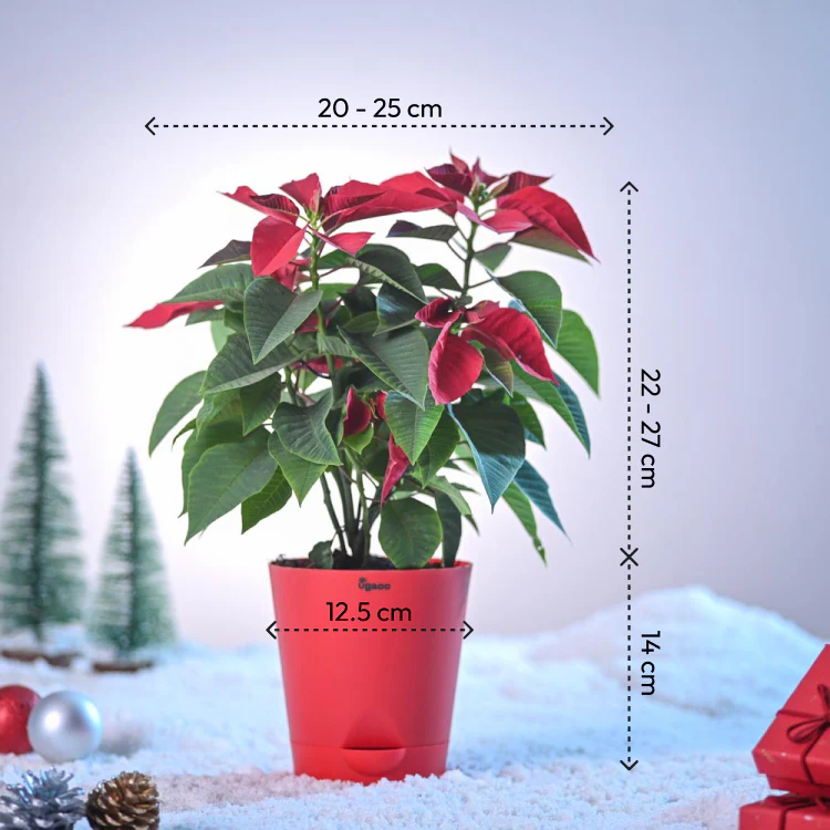 Poinsettia Red Plant for Christmas - Image 4