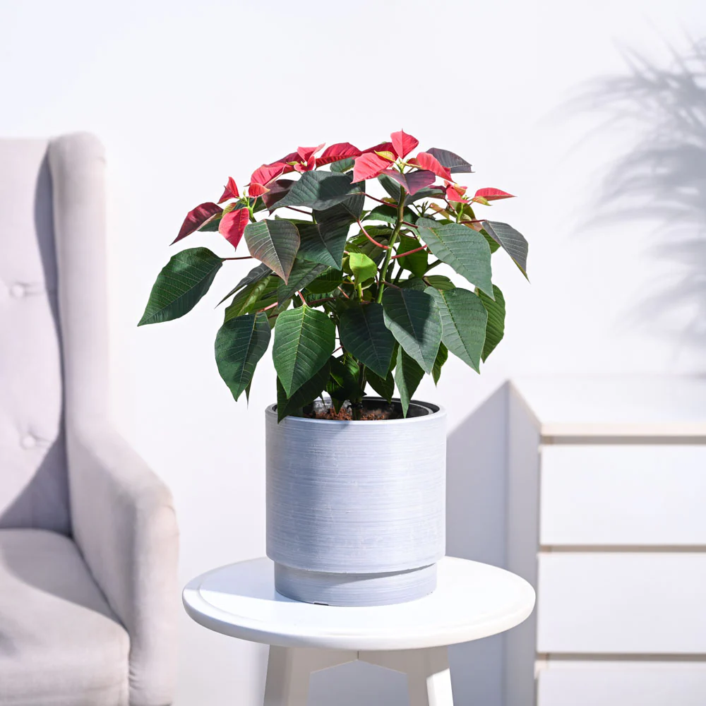 Buy Plants Online In Chennai for Sale