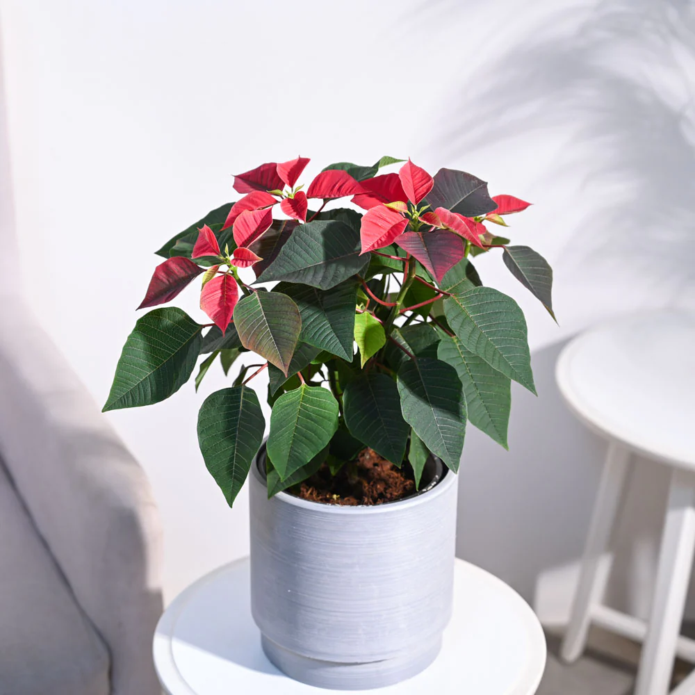 Poinsettia Red Plant with Oslo Planter - Image 5