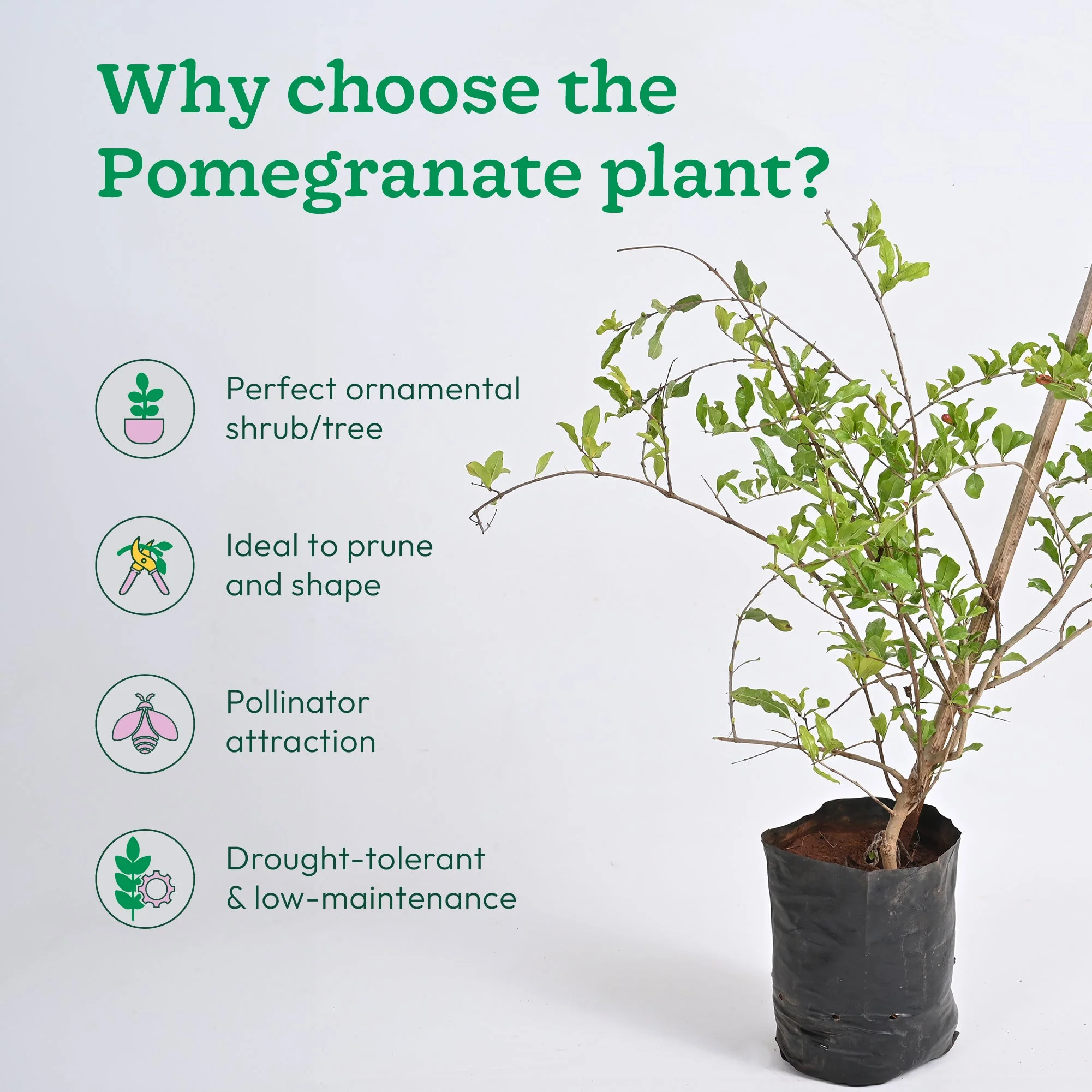 Pomegranate Plant with Grow Bag - Image 4