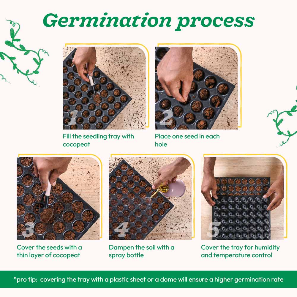 Portulaca Mix Seeds - Image 4