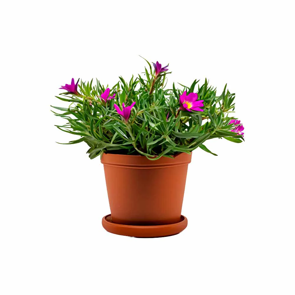 Portulaca Mix Seeds - Image 9