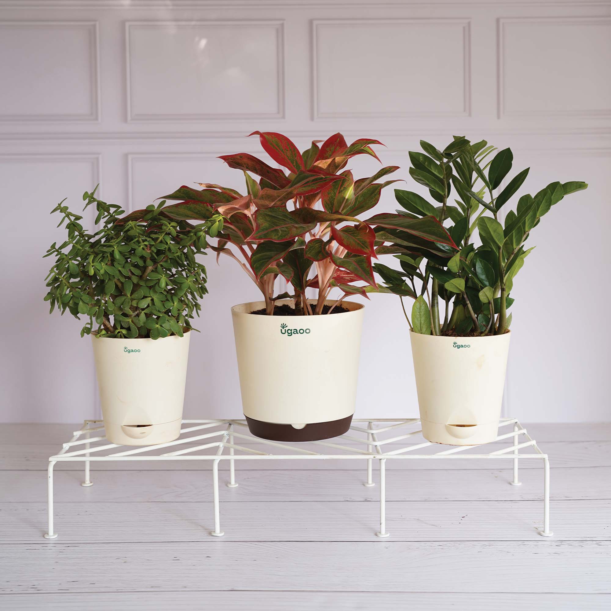 Premium Plants Stand - Image 17