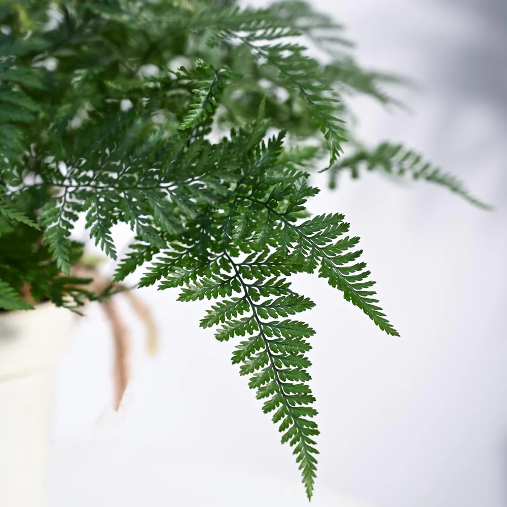 Rabbit's Foot Fern Plant - Image 19