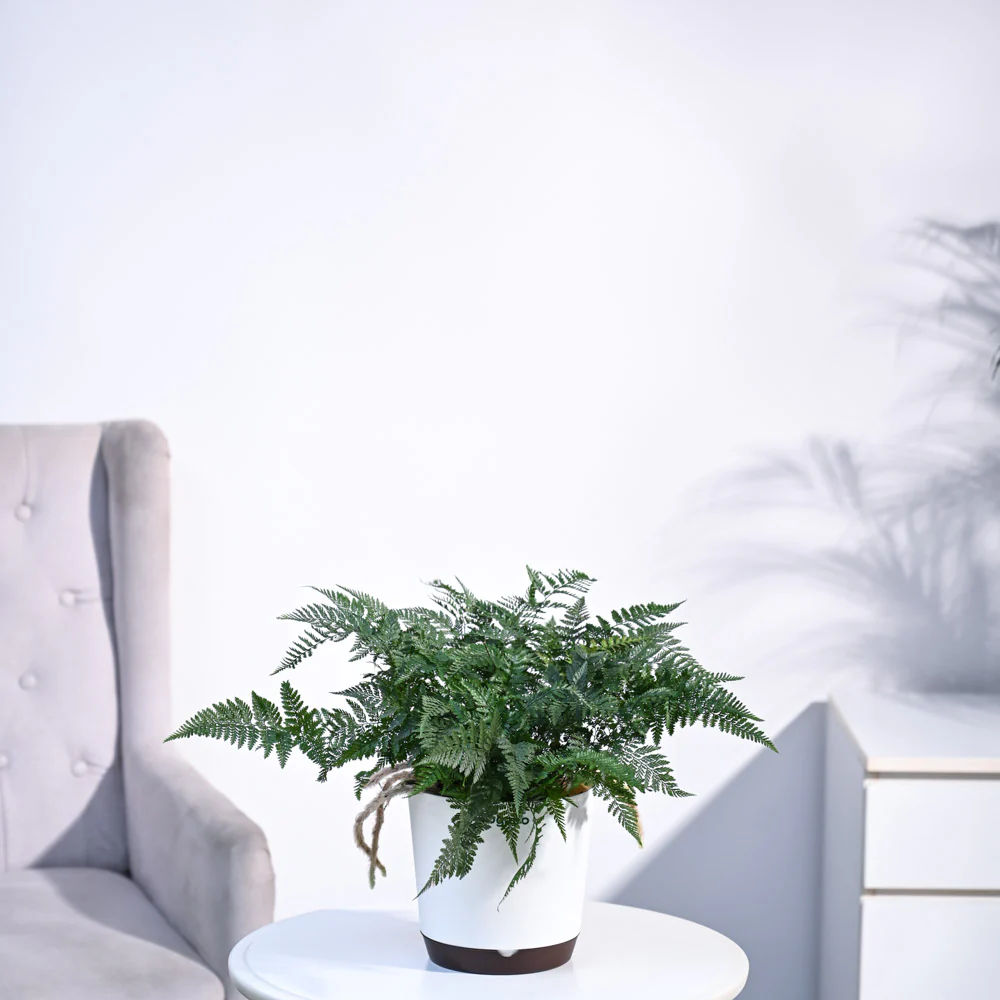 Rabbit's Foot Fern Plant - Image 2
