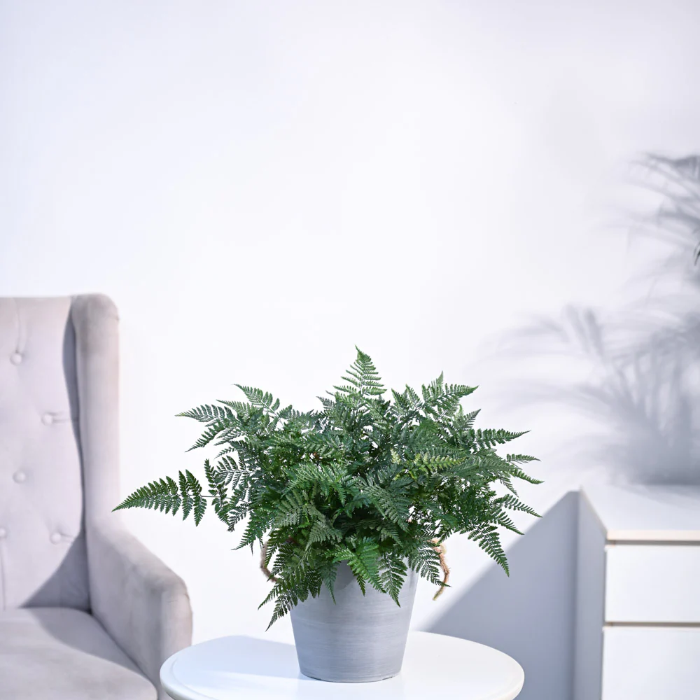 Rabbit's Foot Fern Plant - Image 35