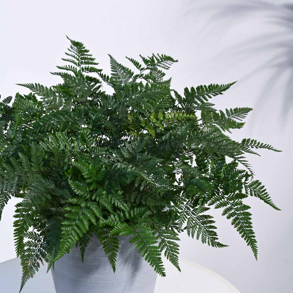 Rabbit's Foot Fern Plant - Image 40