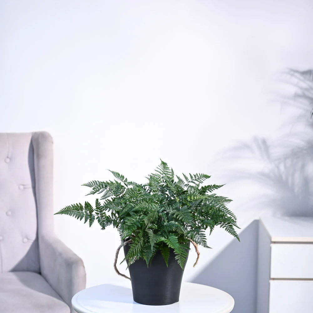 Rabbit's Foot Fern Plant - Image 42