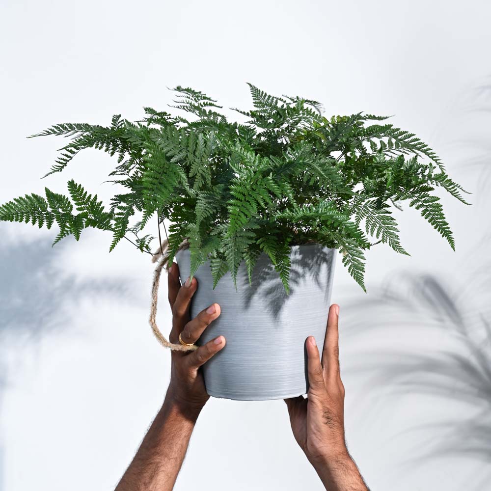 Rabbit's Foot Fern Plant - Image 49