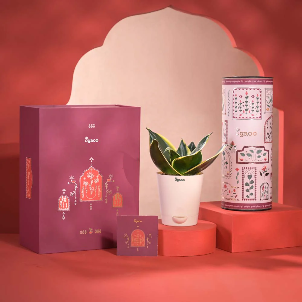 Radiance & Fortune Diwali Gift Hamper - Image 10