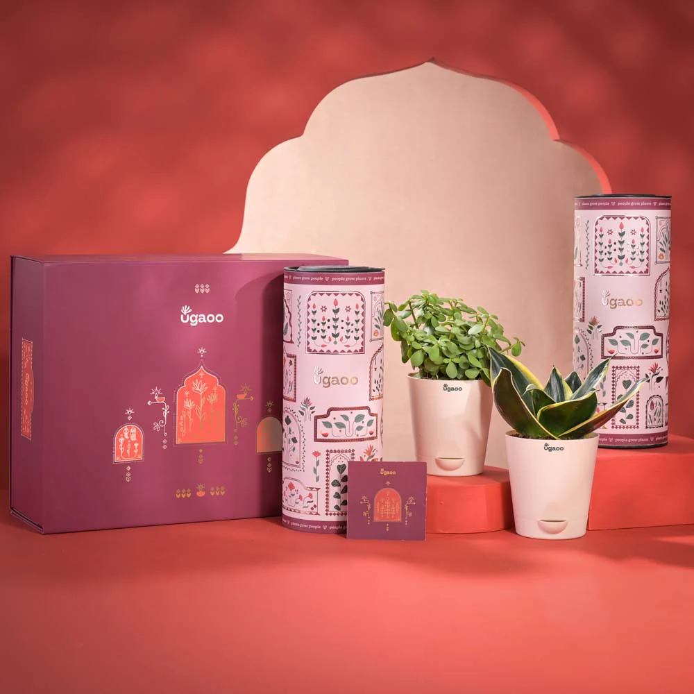 Joyful Moments Diwali Gift Hamper - Image 8