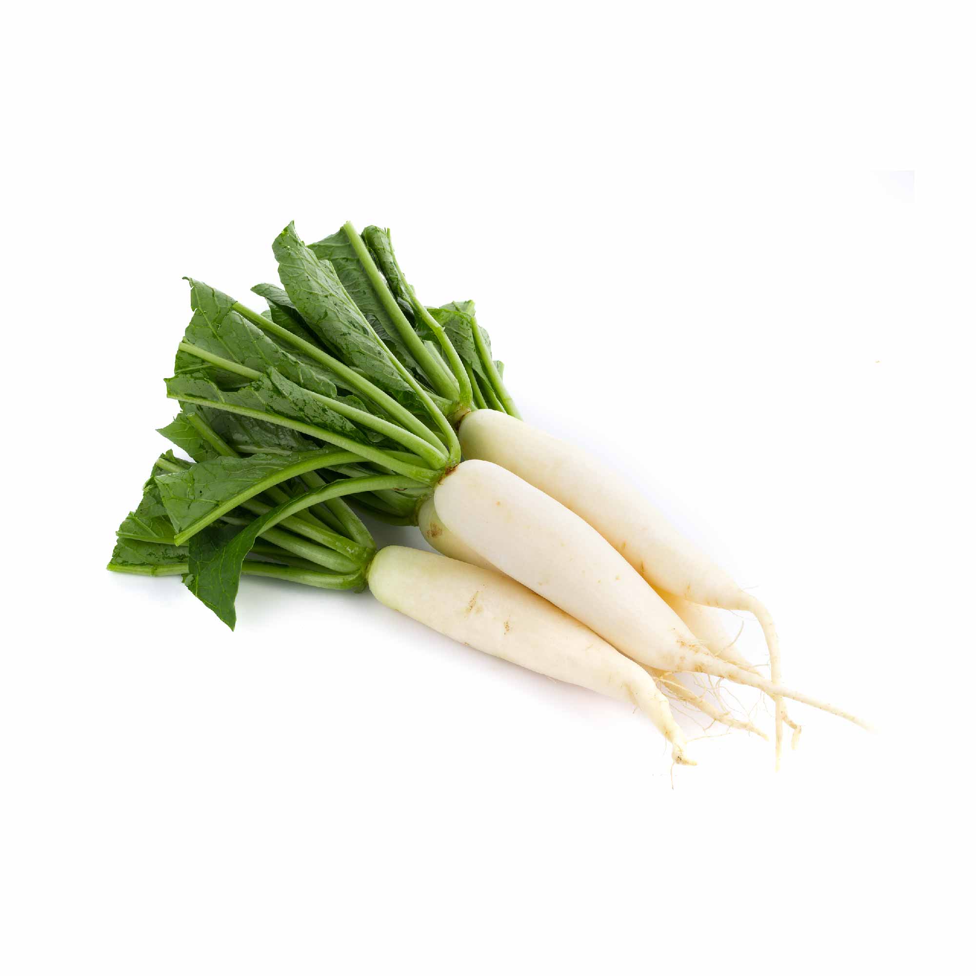 Radish Golden Seeds (Pusa Chatki) - Image 18