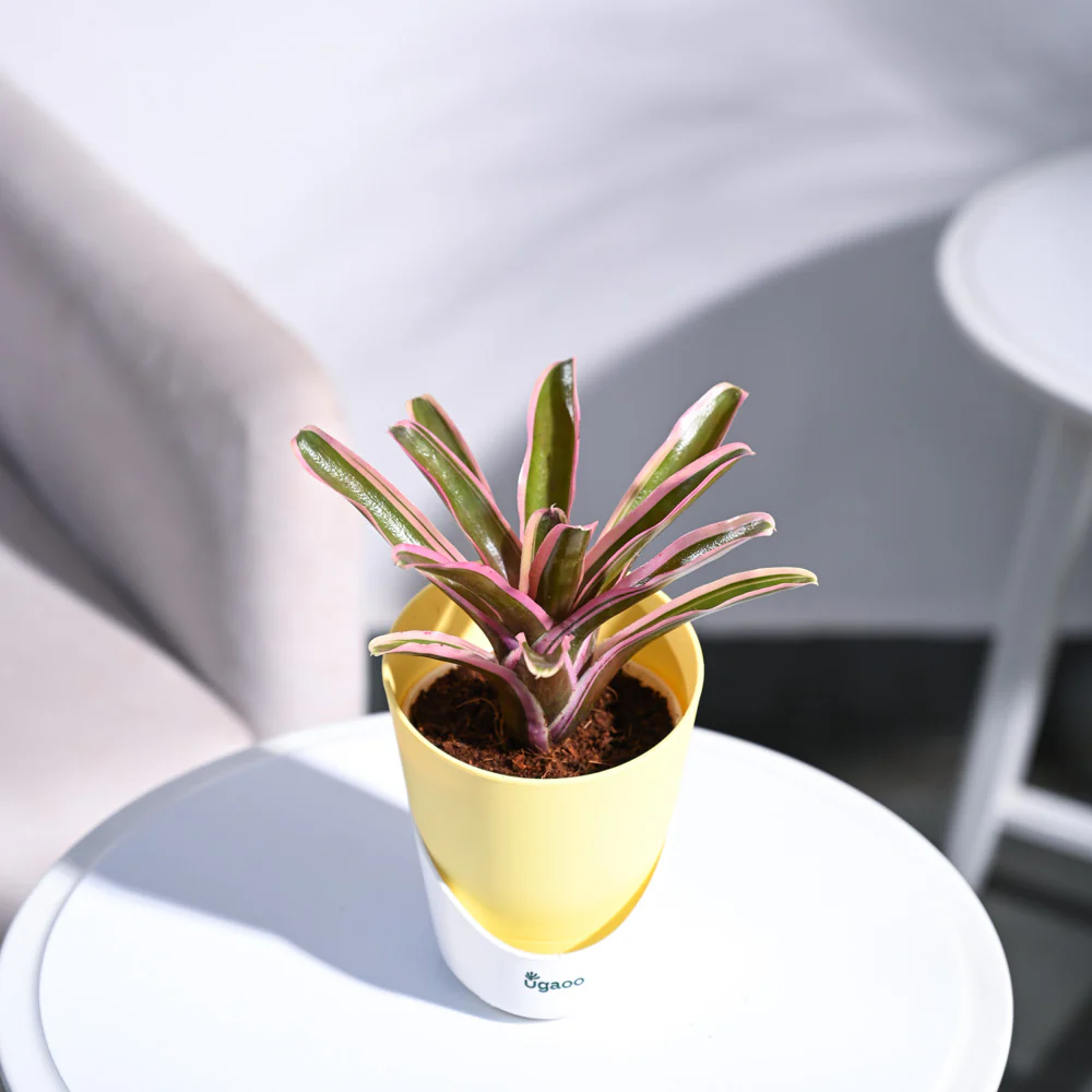 Red Bromeliad - Image 11